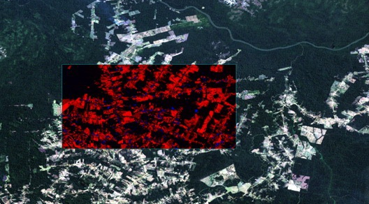 森林砍伐用动态监测